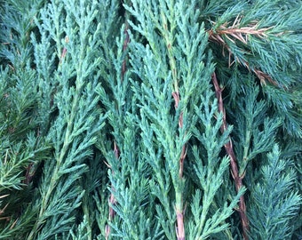 Dried Juniper Stems/Tips/Pieces