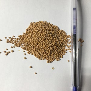 Mustard Seeds ‘Yellow’