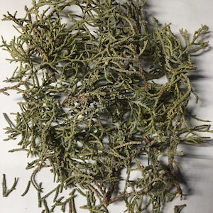Dried Western Juniper &#39;Juniperus occidentalis&#39;