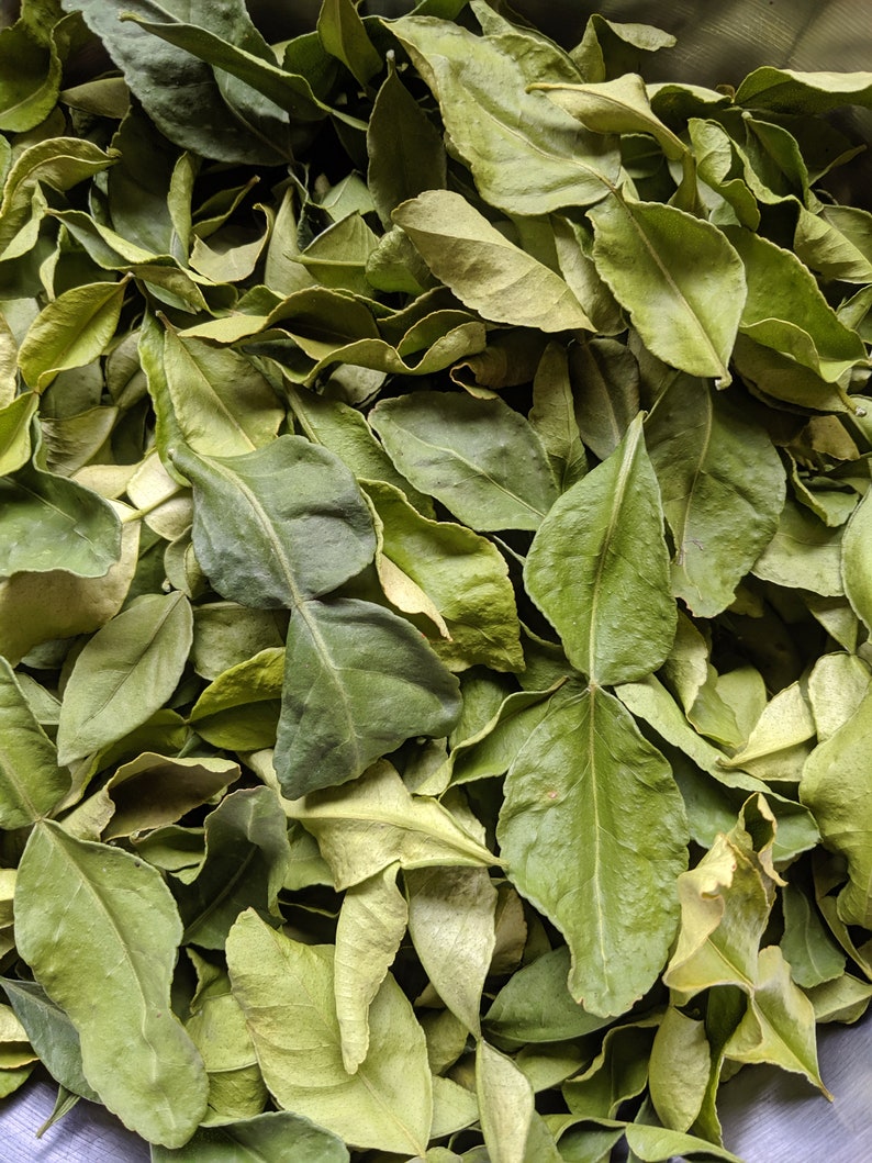 Fresh Dried Kaffir Lime leaves Etsy