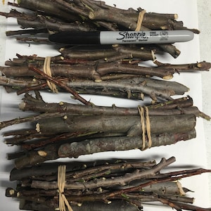 Dried Incense Cedar &#39;Calocedrus decurrens&#39; Stick Bundle