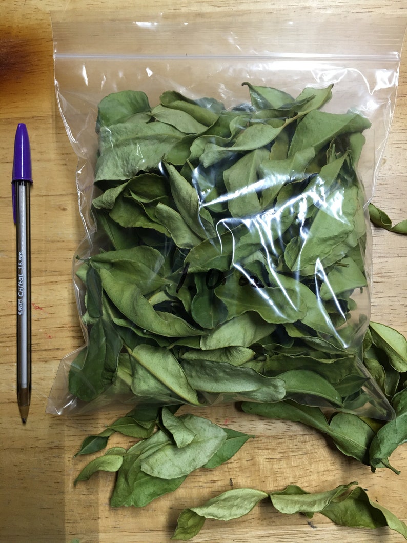 Fresh Dried Kaffir Lime leaves Etsy