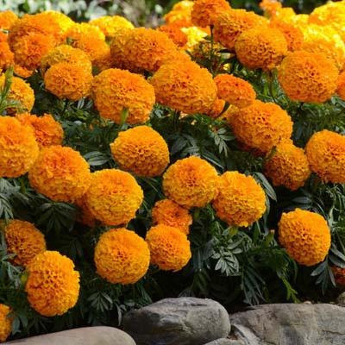 Marigold 'mexican' Seeds 'orange Flower' Etsy