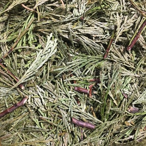 Dried Incense Cedar 'Calocedrus decurrens' Stems/Tips/Pieces