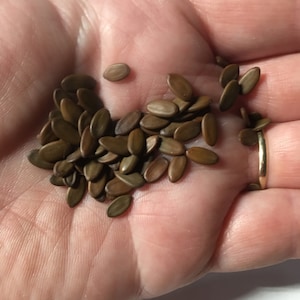 Mimosa Tree Seeds &#39;Albizia julibrissin&#39; - Persian Silk Tree