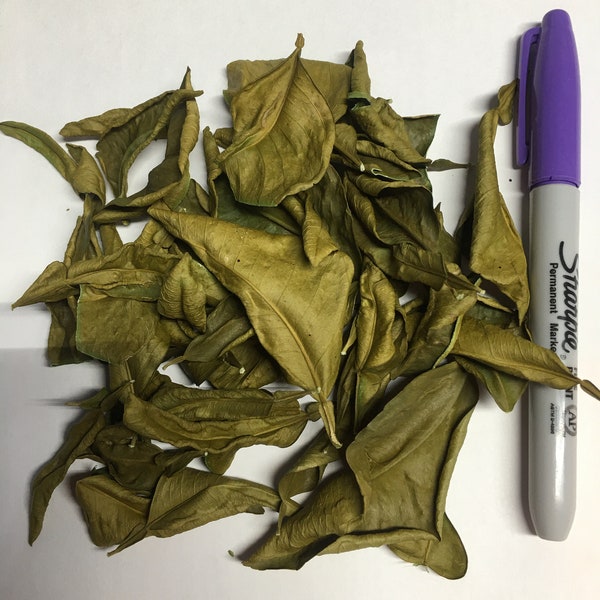 Dried Pink Grapefruit Tree Leaves