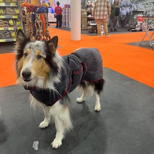 May include: A black and white Collie dog wearing a gray hooded towel with red trim. The dog is standing on a black and orange floor.