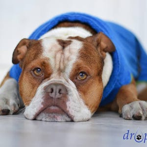 Dog bathrobe &quot;Royal Blue&quot; back length selectable from 30 cm - 90 cm