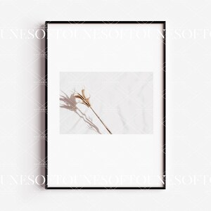 May include: A black framed print of a dried flower with a long shadow on a white background.