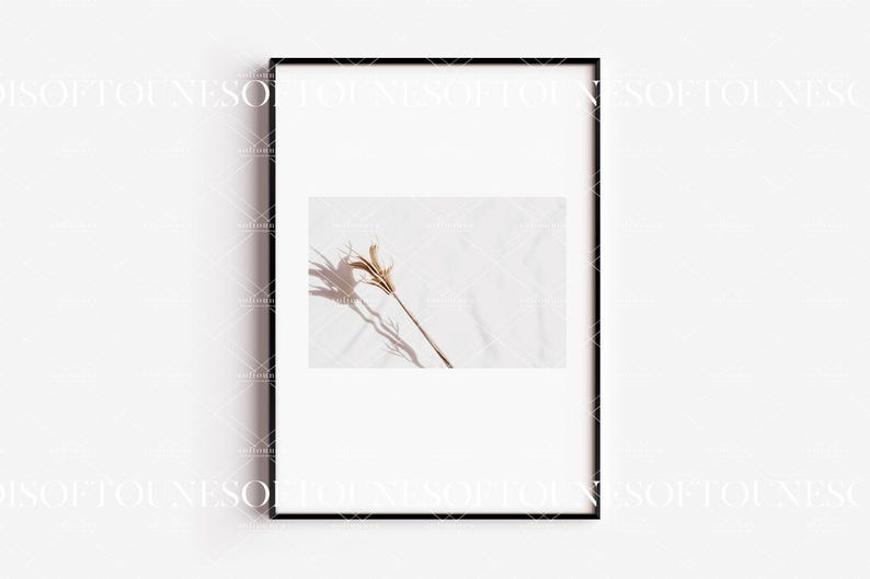 May include: A black framed print of a dried flower with a long shadow on a white background.