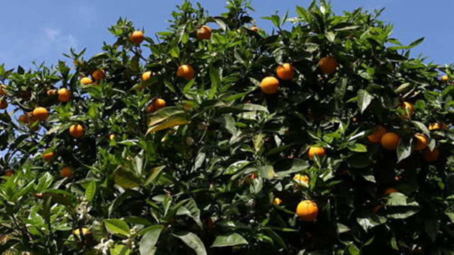 Sky Fruit 2000gram / 2kg Whole mahoganymahoniswietenia Etsy Canada