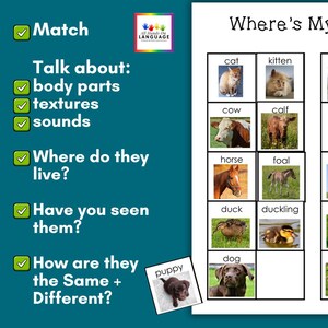 Op de afbeelding: Educatieve kaart met afbeeldingen van dieren, waaronder een kat, kitten, koe, kalf, paard, veulen, eend, eendje en hond. De kaart bevat vragen als "Waar leven ze?" en "Hoe zijn ze hetzelfde + verschillend?"