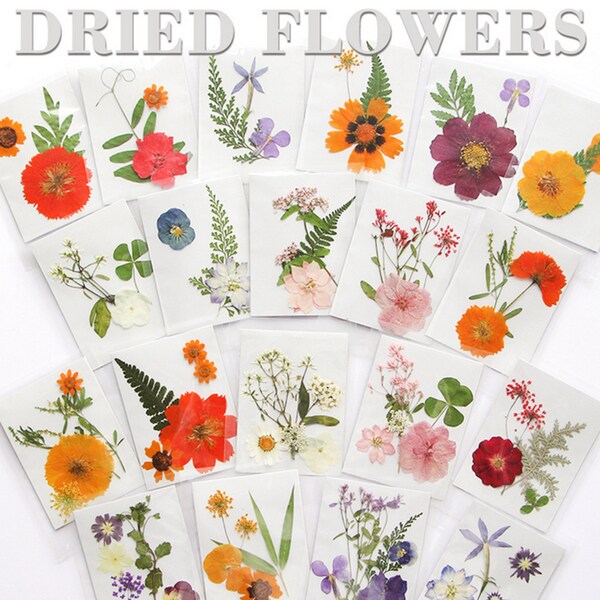 1pack Dried Flower Pressing Suitable for Resin Bookmarks Handmade Craft Materials Makeup Styling Portraits Face Decals Botanical Specimens