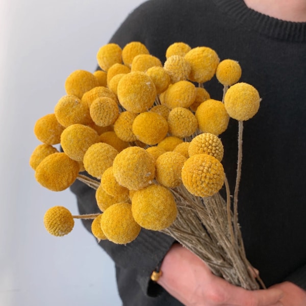 Fleur séchée, Billy Ball Dry Craspedia, boutons de boule d'or Arrangement floral de fleurs séchées Décoration de bureau de mariage à la maison