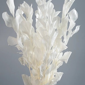 Onsterfelijke bloem/geconserveerd sinaasappelblad/witte bladeren/Bloemstuk/Trouwarrangement/Thuisfotografie/Boeketdecoratie