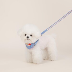 May include: A white dog wearing a light blue and pink dog collar with a red heart design. The dog is on a light blue leash with pink stripes.