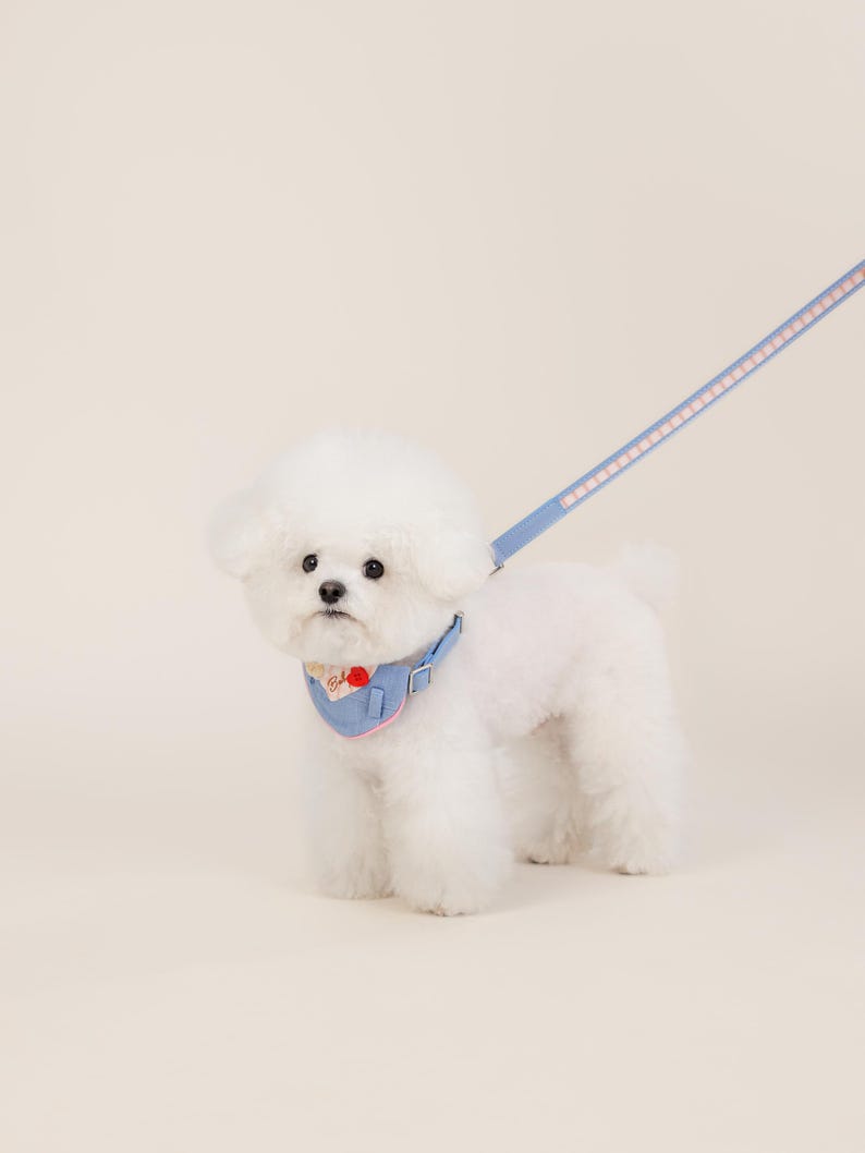 May include: A white dog wearing a light blue and pink dog collar with a red heart design. The dog is on a light blue leash with pink stripes.