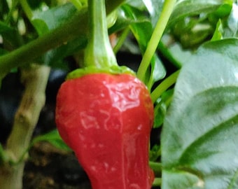 10 organic and hand picked black scorpion tongue chilli seeds (open pollinated)