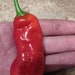 see more listings in the Large Sized Chillies section