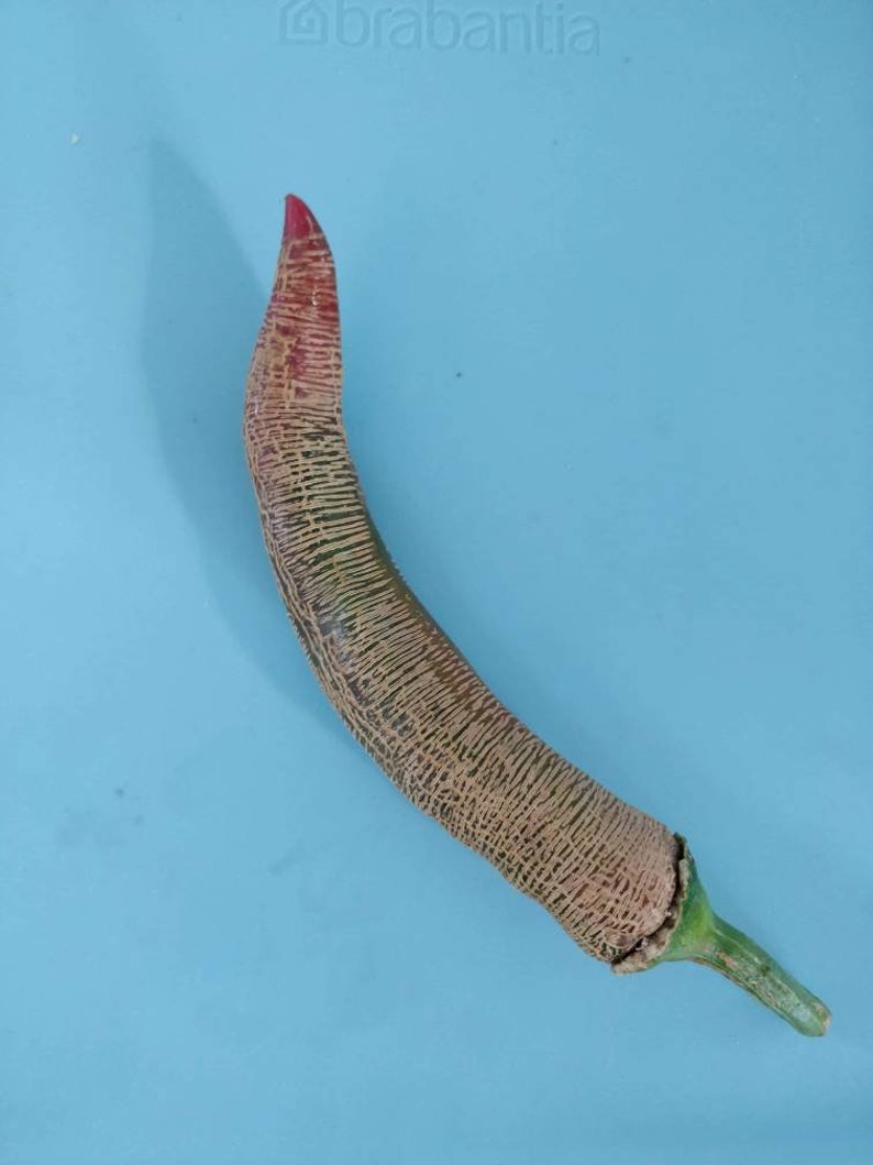 10 Organic hand picked vezena piperka seeds image 1