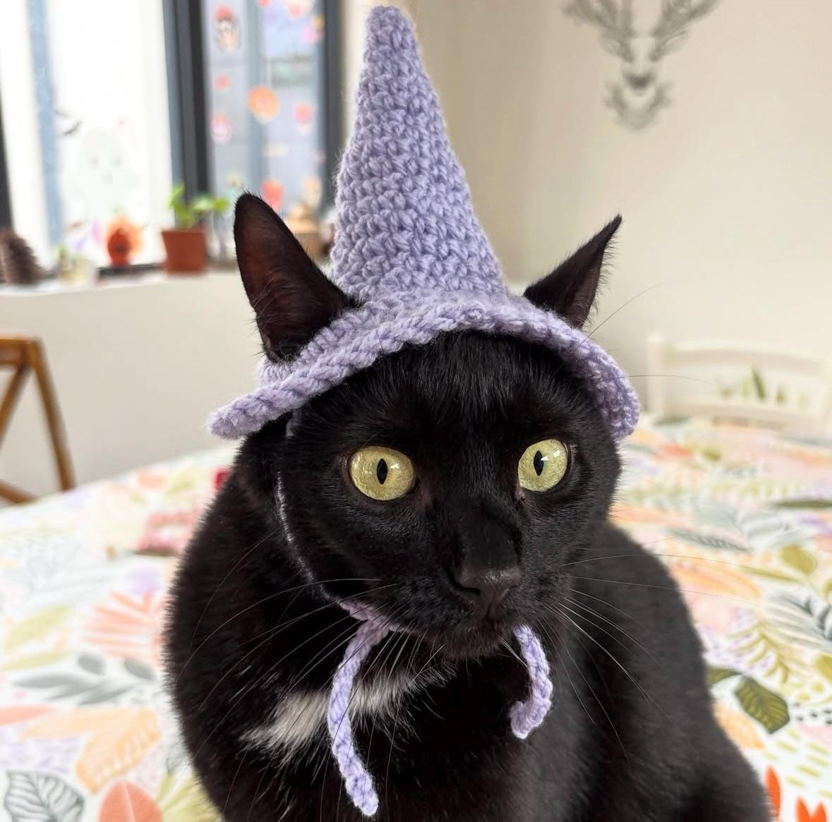 Multilingual Witch Cat Hat with Sombrero-Inspired Listing