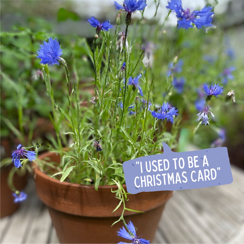 Cornflowers grown from a Ruby & Bo plantable card