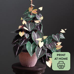 Paper Plant Tutorial PDF: Ornamental Yam