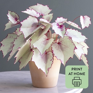 Modelli di piante di carta SVG + PDF: Dale Sena Begonia