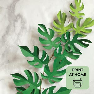 Modèles de plantes en papier SVG + PDF : Rhaphidophora tetrasperma