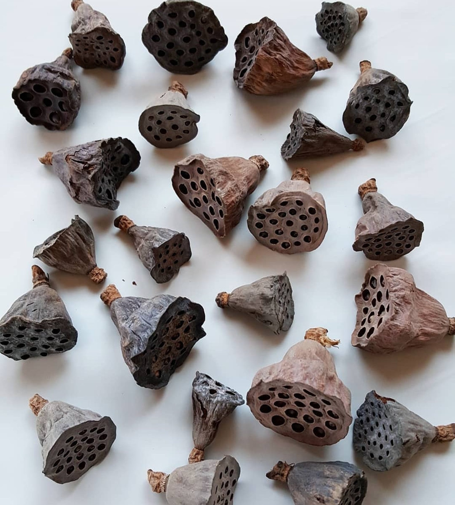 Lotus lotus séché graines de lotus graines de lotus Etsy