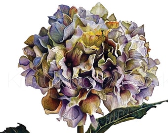 May include: A watercolor painting of a purple, green, and yellow hydrangea flower with green leaves and a brown stem. The artist's signature, Kris Sidon, is in the bottom right corner.