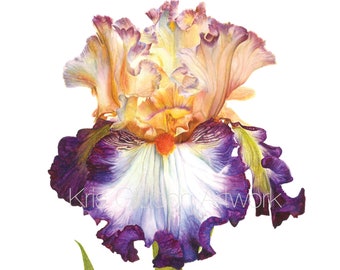 Orange and Purple Iris Watercolor Giclee Fine Art Botanical Print, Floral Print, Floral Decor, Wall Art
