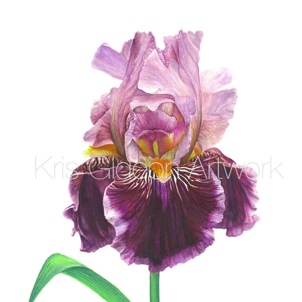 Light Purple and Dark Purple Iris Digital Image Download Watercolor Fine Art Botanical Print, Wall Art, Floral Print, Floral Decor