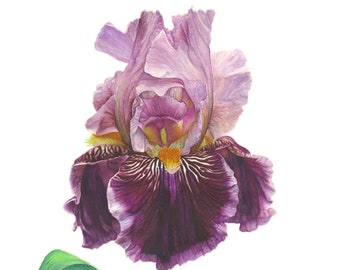 Bearded Iris Watercolor Giclée Print Botanical Floral Art Archival Fine Art Print Purple Iris Wall Decor