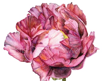 Pink Peony Watercolor Print | Botanical Floral Wall Art | Instant Download Flower Art