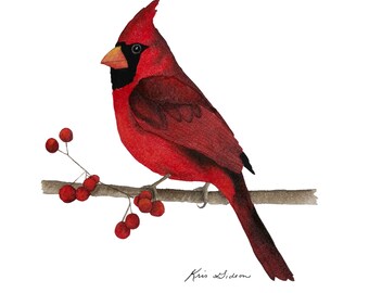 Professional Giclee Print:  Cardinal