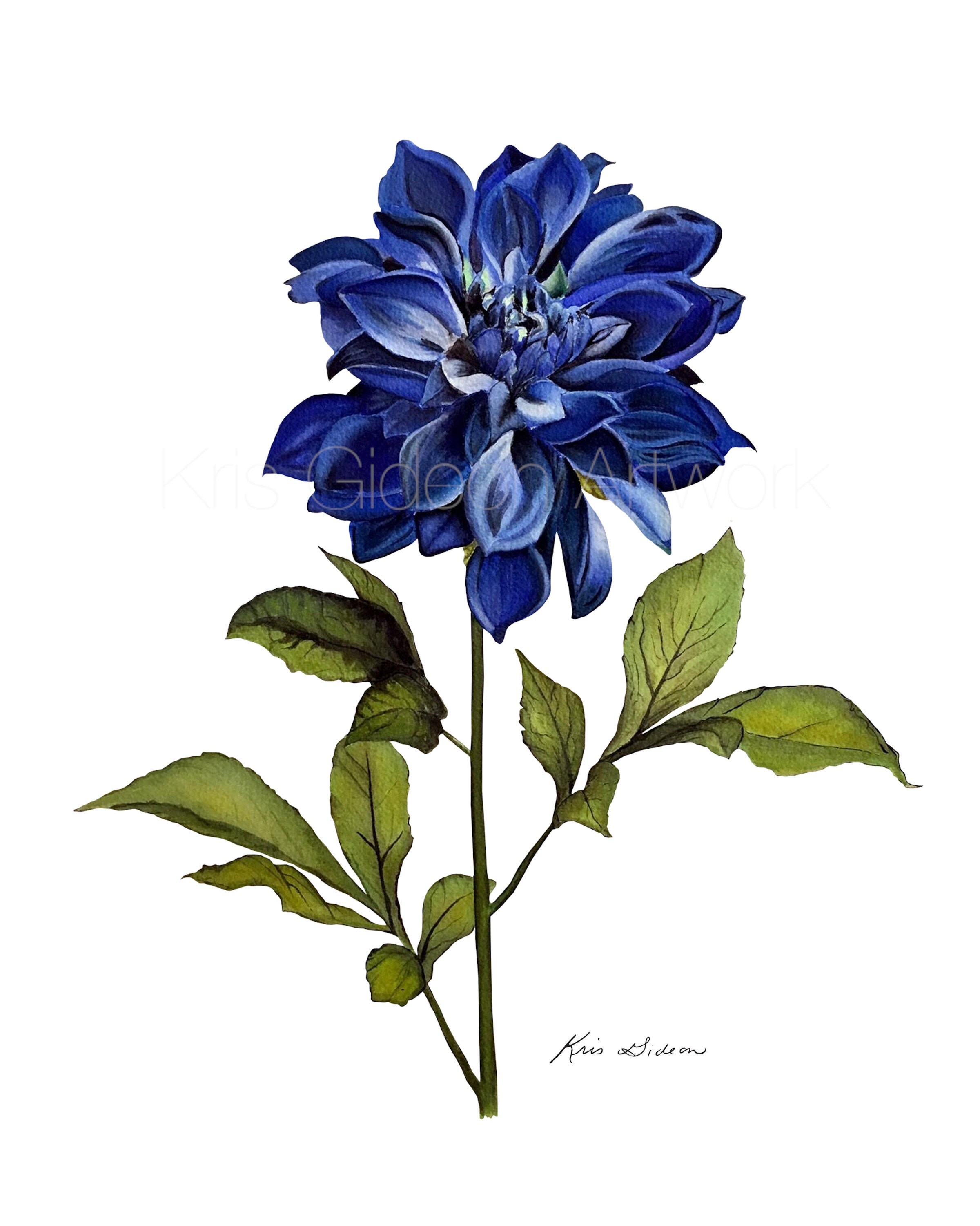 Indigo Dahlia - PRINT, monochrome, watercolor, floral, blue, stems.  flowers, botanical art