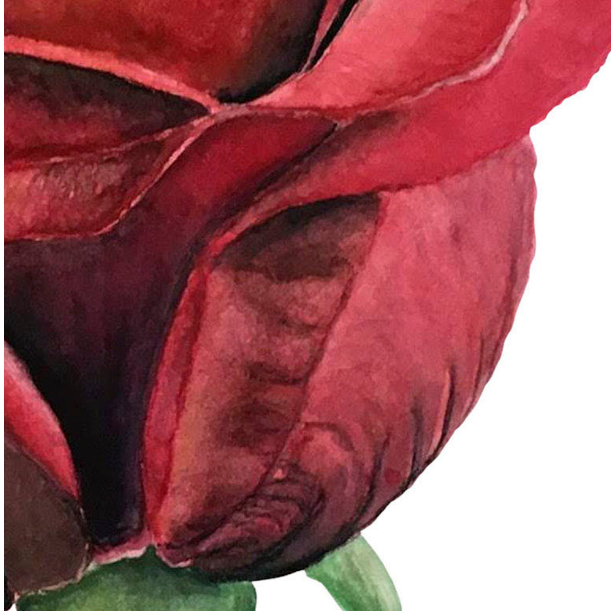 Red Rose Digital Image Download Watercolor Fine Art Botanical Print ...