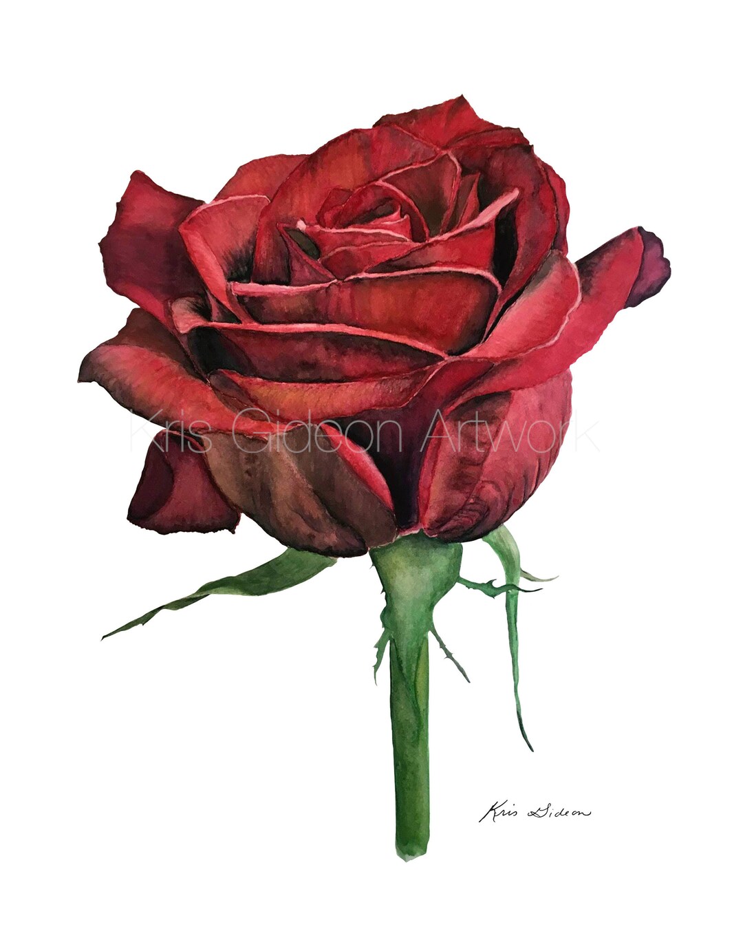 Red Rose Digital Image Download Watercolor Fine Art Botanical Print ...