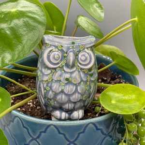 Planta de búho musgoso tierna / Pico de riego