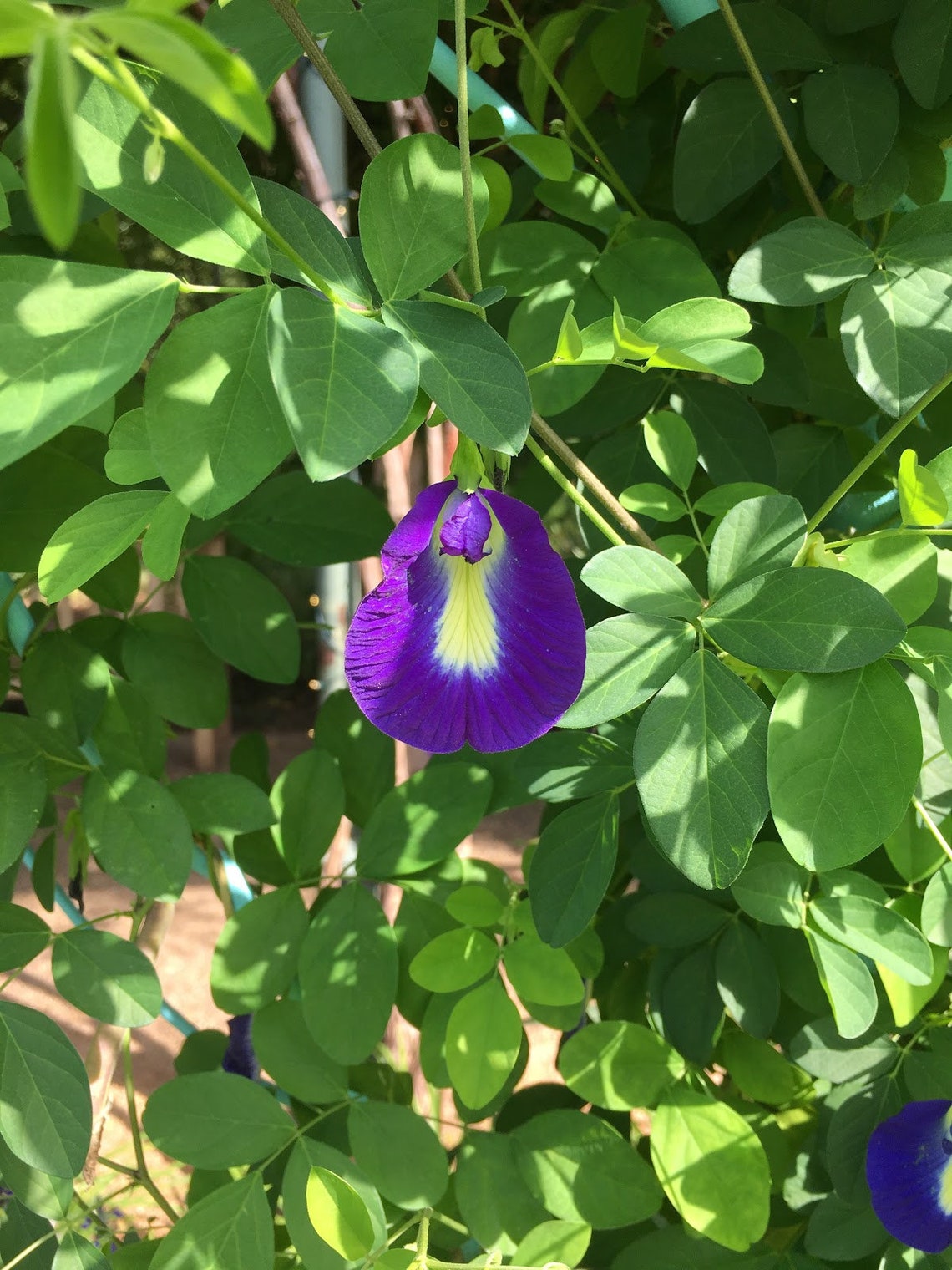 100 Organic Butterfly Pea Flower 50gmakes Color Changing Etsy