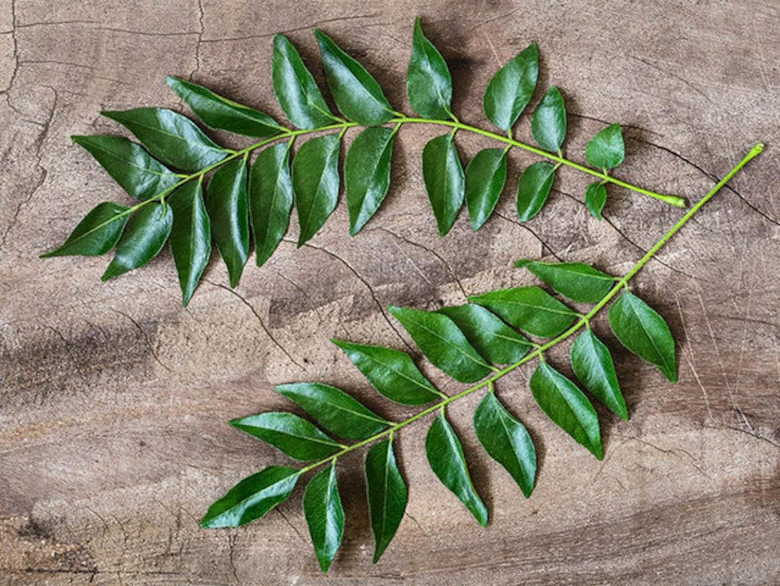 100-organic-curry-leaves-kadi-patta-kari-patta-dried-curry-etsy-uk