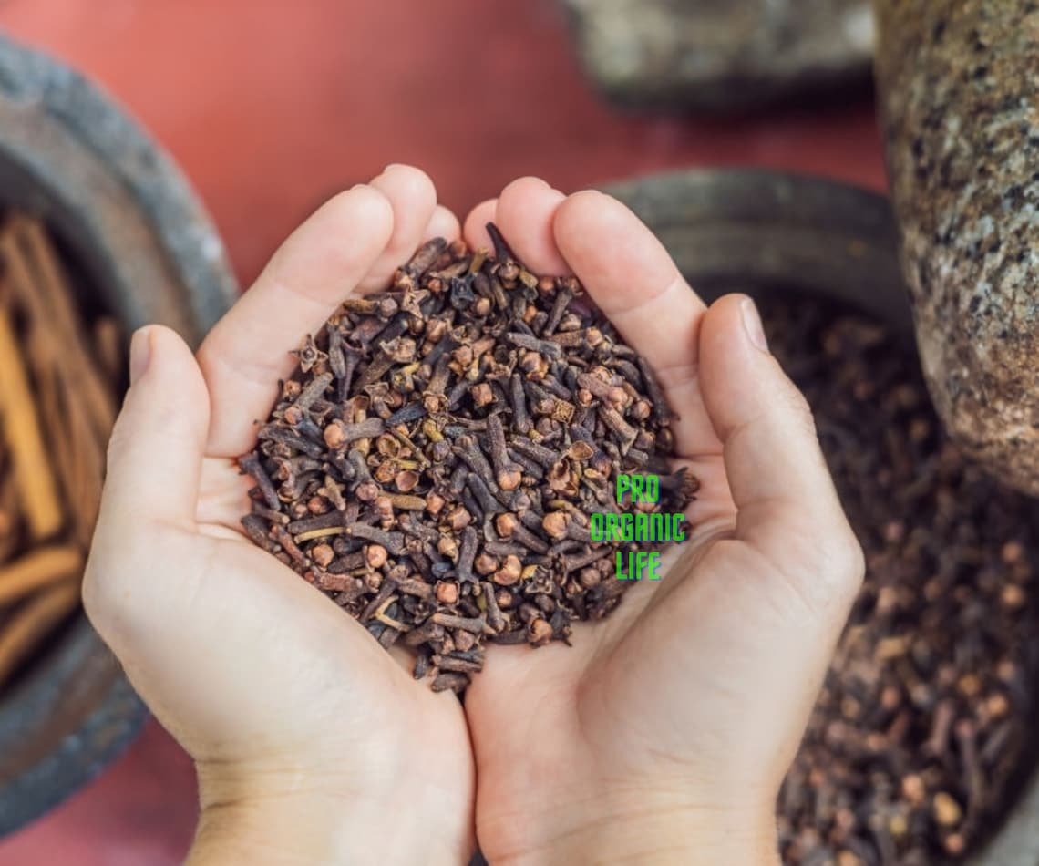 Pro Organic Life Cloves Laung Indian Cloves lavang lavangam Etsy