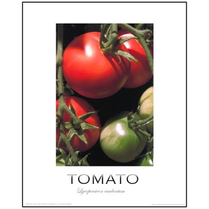 Cartaz de tomate