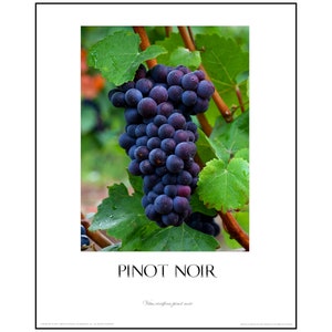 Afiche de la uva Pinot Noir