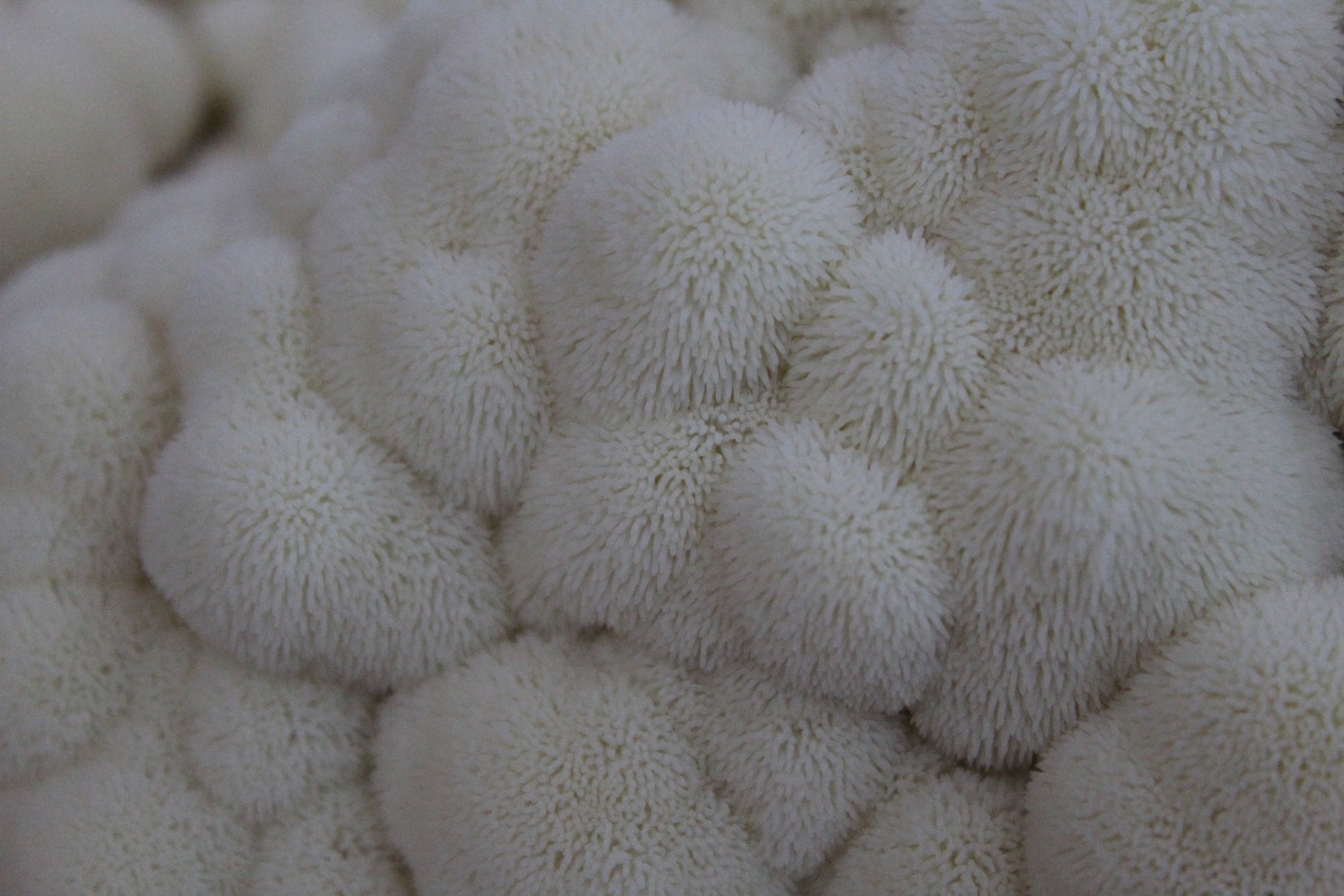 Mushroom Grow Kits Etsy