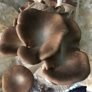 Italian Oyster Mushroom Grow Kit