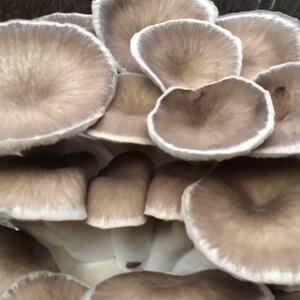 GIANT Black Pearl King Oyster Mushroom Grow Kit