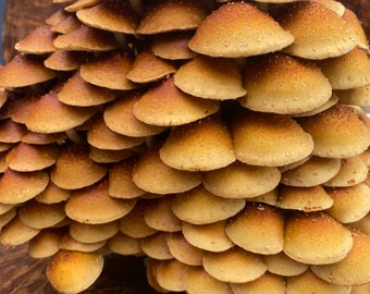 Chestnut Mushroom Grow Kit
