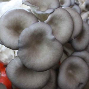 BIG Oyster Mushroom Grow Kit